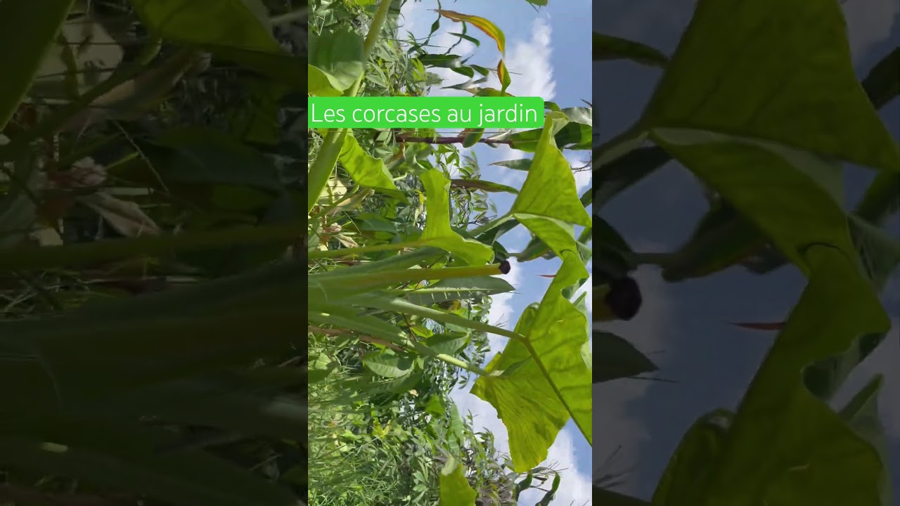 Les corcases au jardin! #Tubercules, #Jardinage