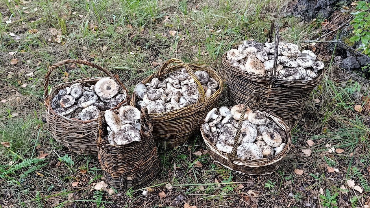 ЗАШЕЛ В СОСНОВЫЙ ЛЕС. СОБРАЛ ПОЛНЫЕ КОРЗИНЫ ГРИБОВ.