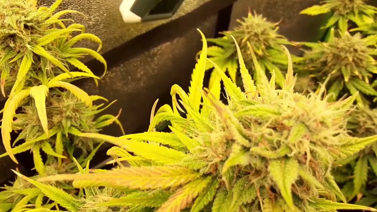 2021 Summer Mephisto Run - Cosmic Queen x Mango Smile (freebie) - Week 8