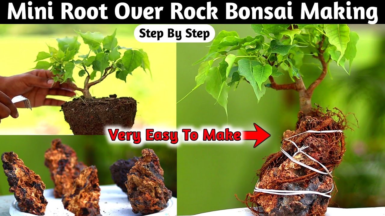 How To Create Mini Root Over Rock Bonsai