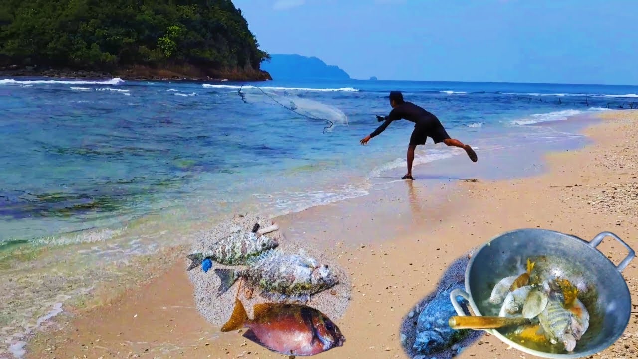 Menjala ikan di pinggir laut untuk dimakan bersama | berburu Ikan Semadar Baronang
