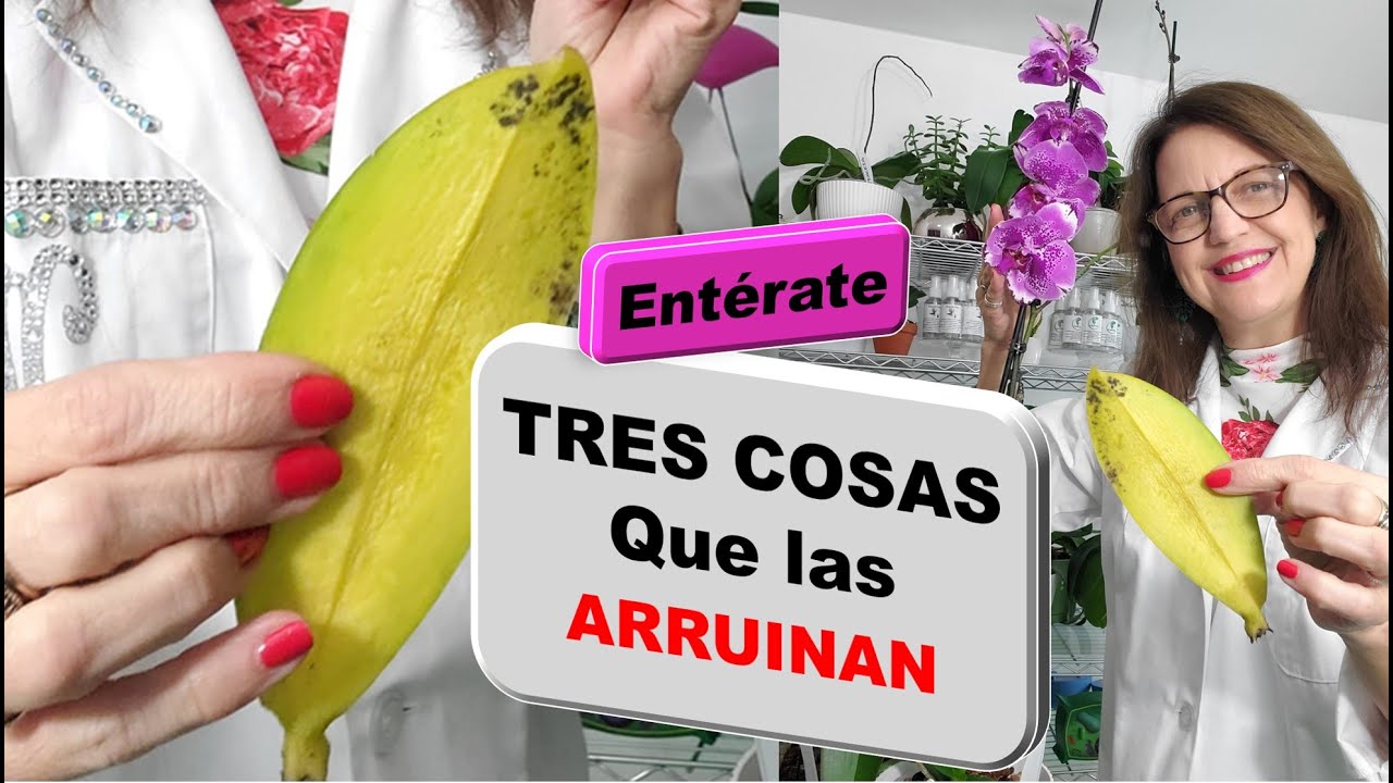Lo que encontre en la maceta de mi orquidea secreto para tener la mejor maceta #299