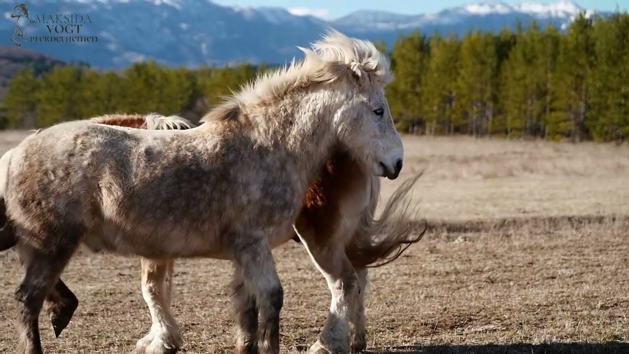 Wildpferde - CUSHING - Behandlung - Fallbeispiel