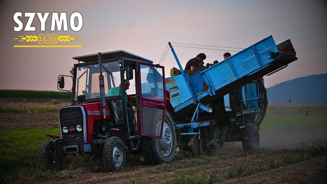 🔥Wieczorne wykopki ziemniaków🔥☆Jesień 2024☆🔥☆Massey-Ferguson 255 & Anna Z644☆🔥