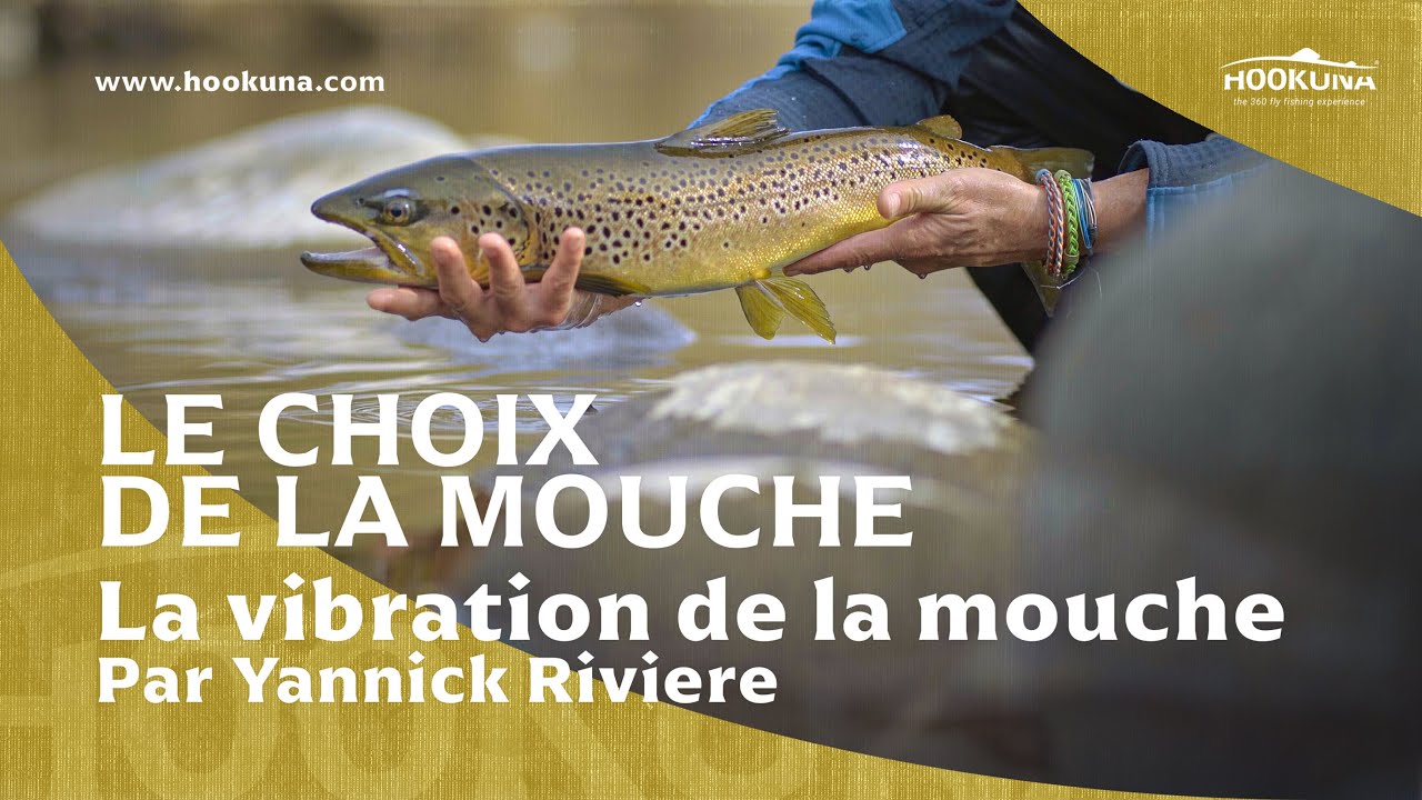 Le choix de la mouche | La vibration de la mouche