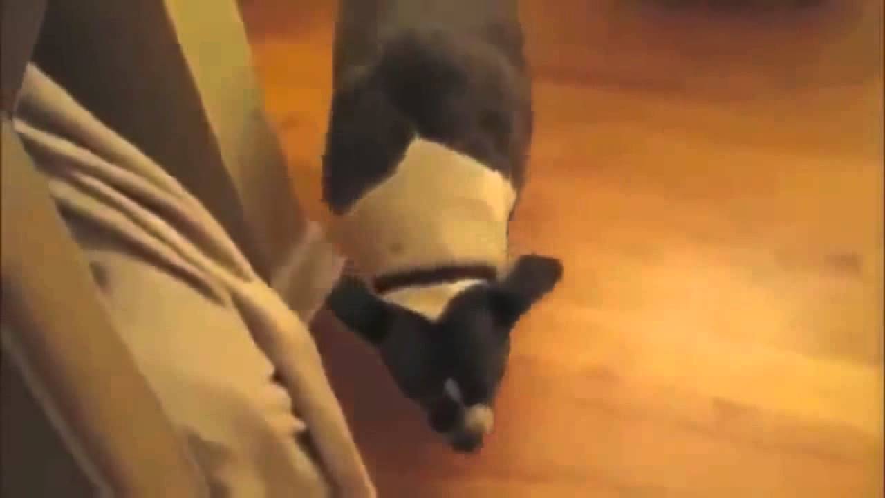 Funny Dog's Mischief