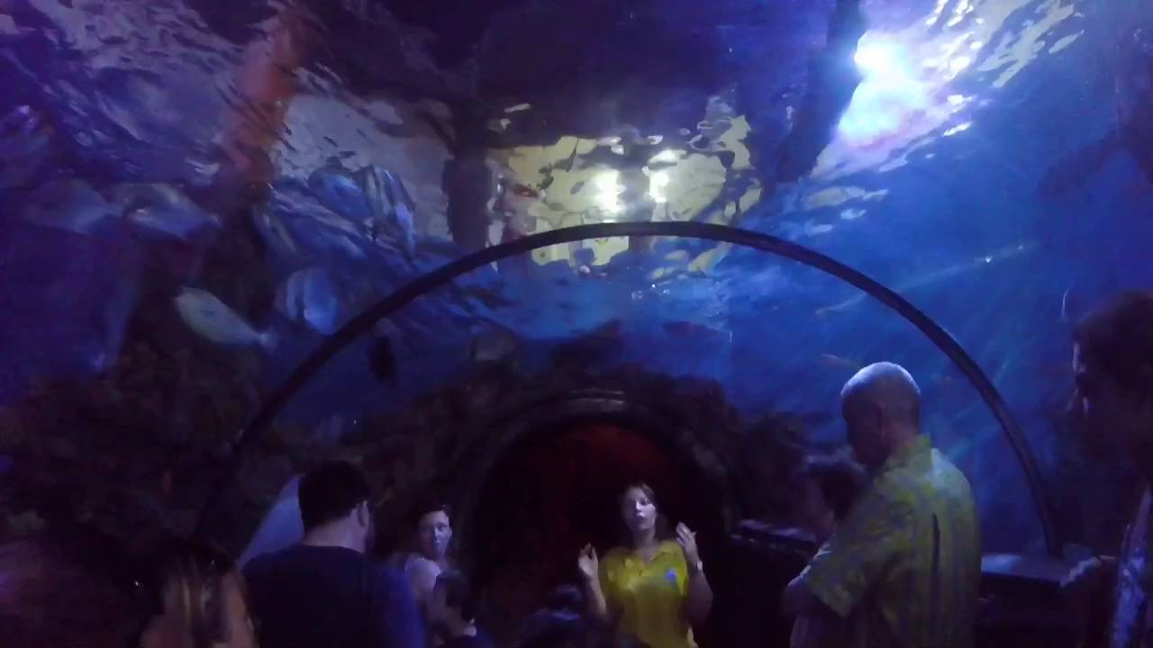 Malta National Aquarium Shark Feeding 2018