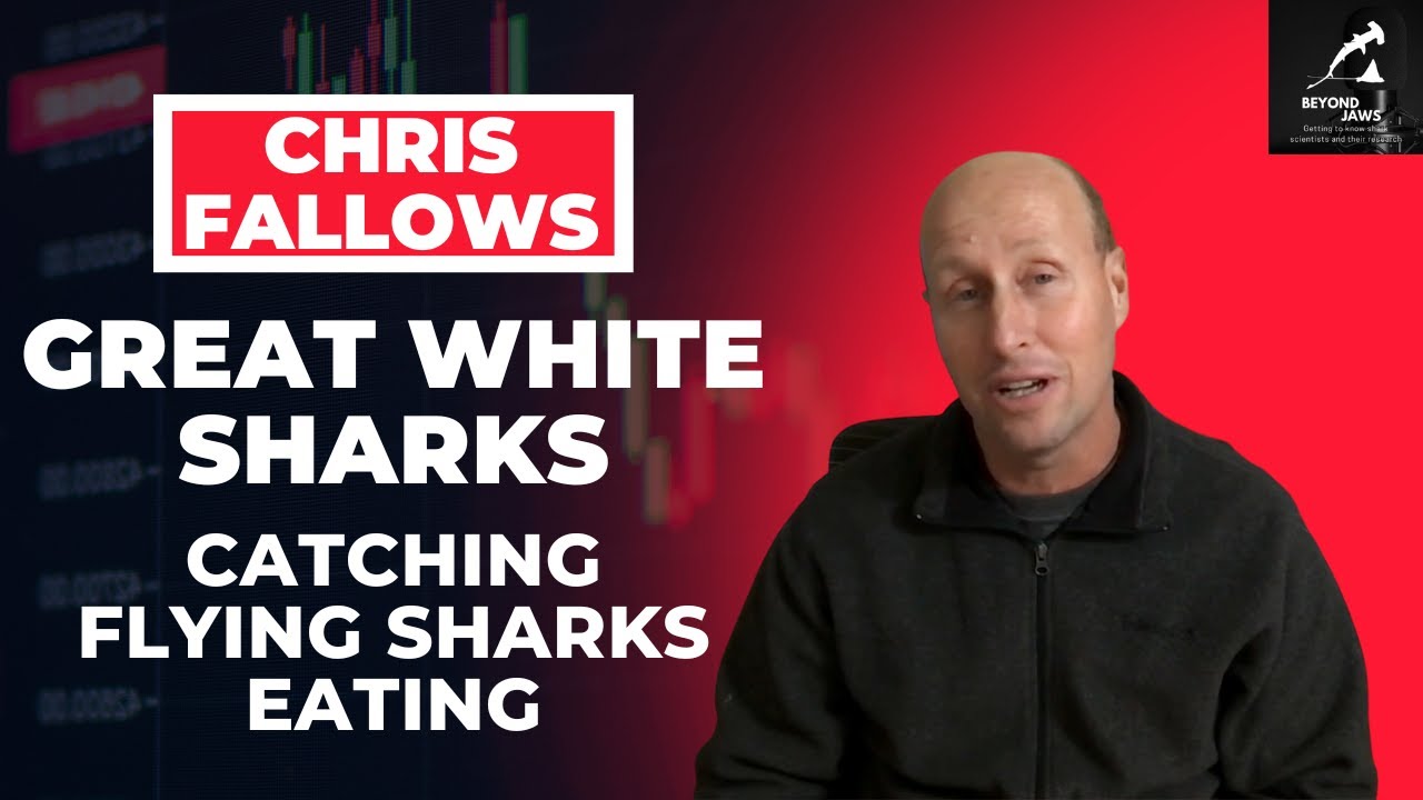 Chris Fallows: Taking photos of flying great white sharks eating seals