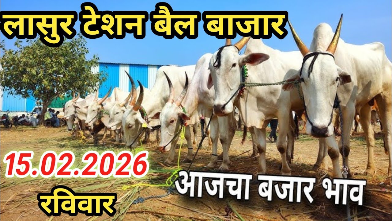 Lasur station bail bazar|lasur station bail bazar live|लासुर स्टेशन बैल बाजार|