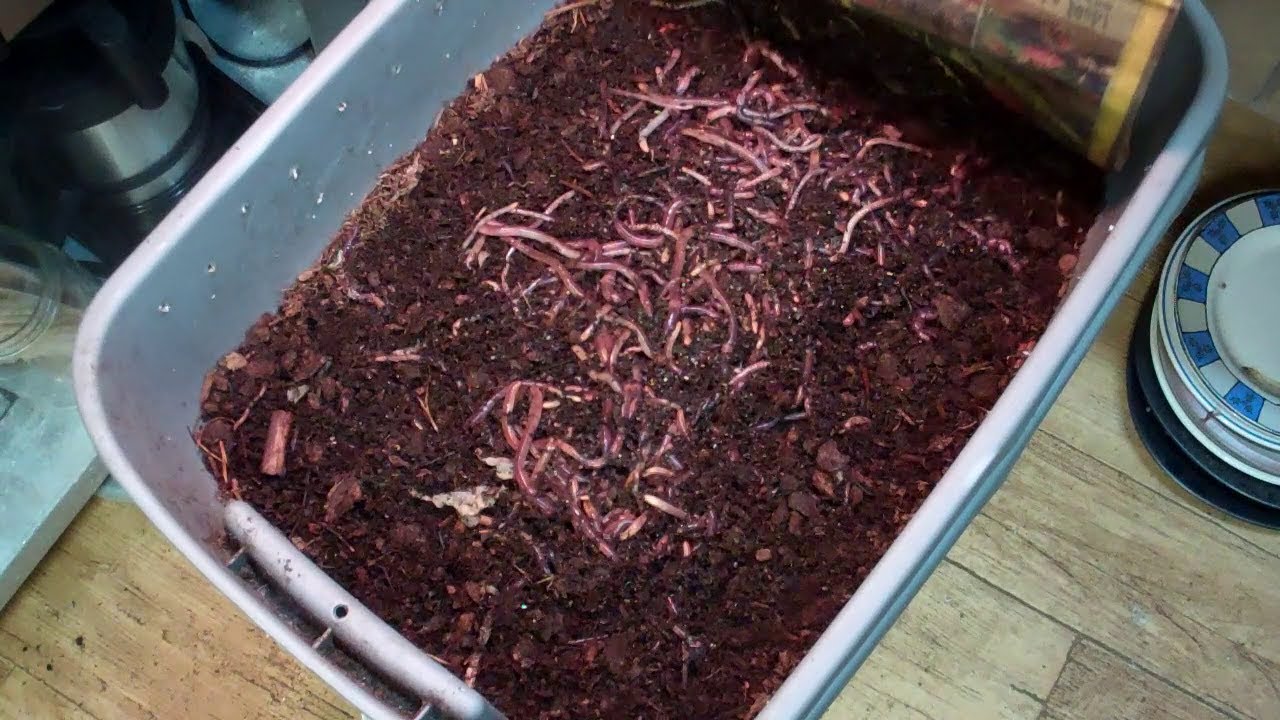 Время кормления европейских дождевых червей и красных дождевых червей! Какие же они счастливые!