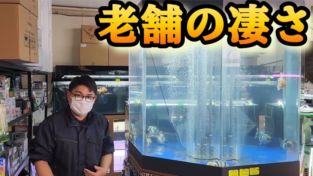 【ショップ訪問】希少個体を多数取り揃える茨城県随一の老舗アクアショップ土浦観賞魚さんを撮影してきました