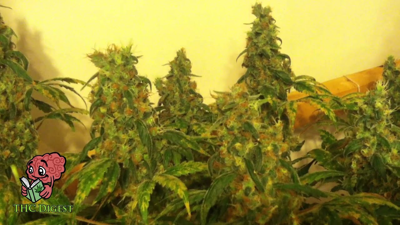 Hydro Bubbleponics Weed Grow - Week 12