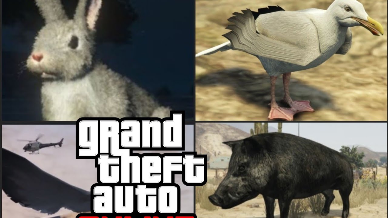 Localizaciones Conejo, Gaviota y Jabali | Fotografia de Animales | GTA ONLINE