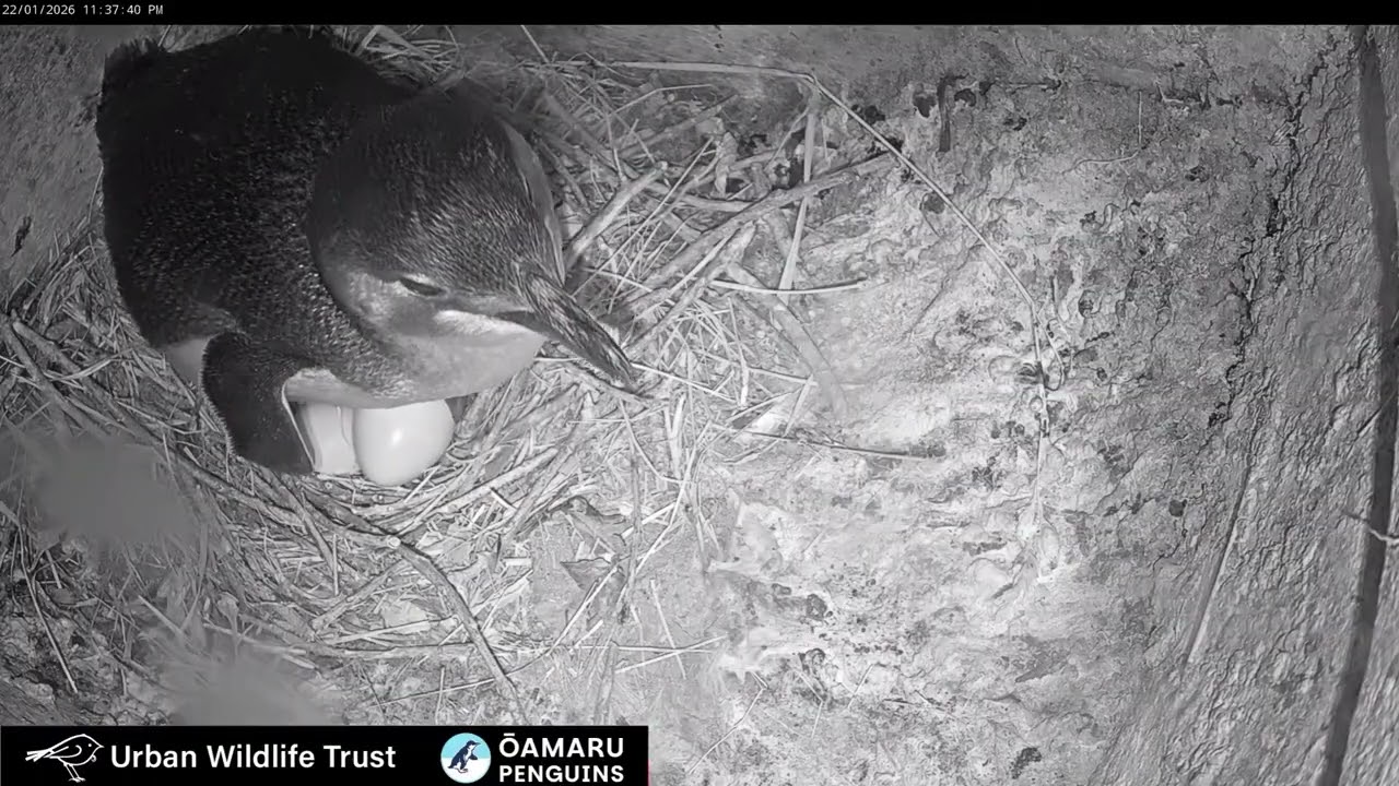🐣Ōamaru Penguins Nest, New Zealand 2026/01/22