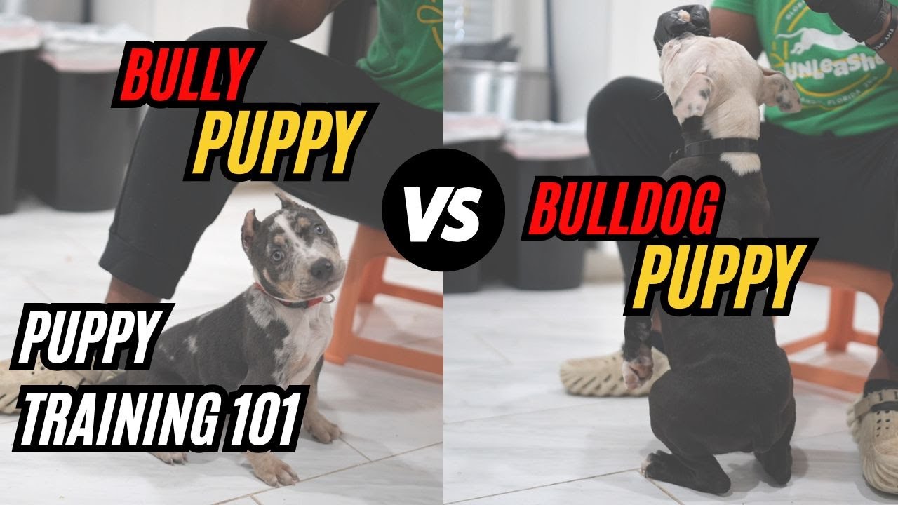 Bully VS Bulldog: Puppy Training 101