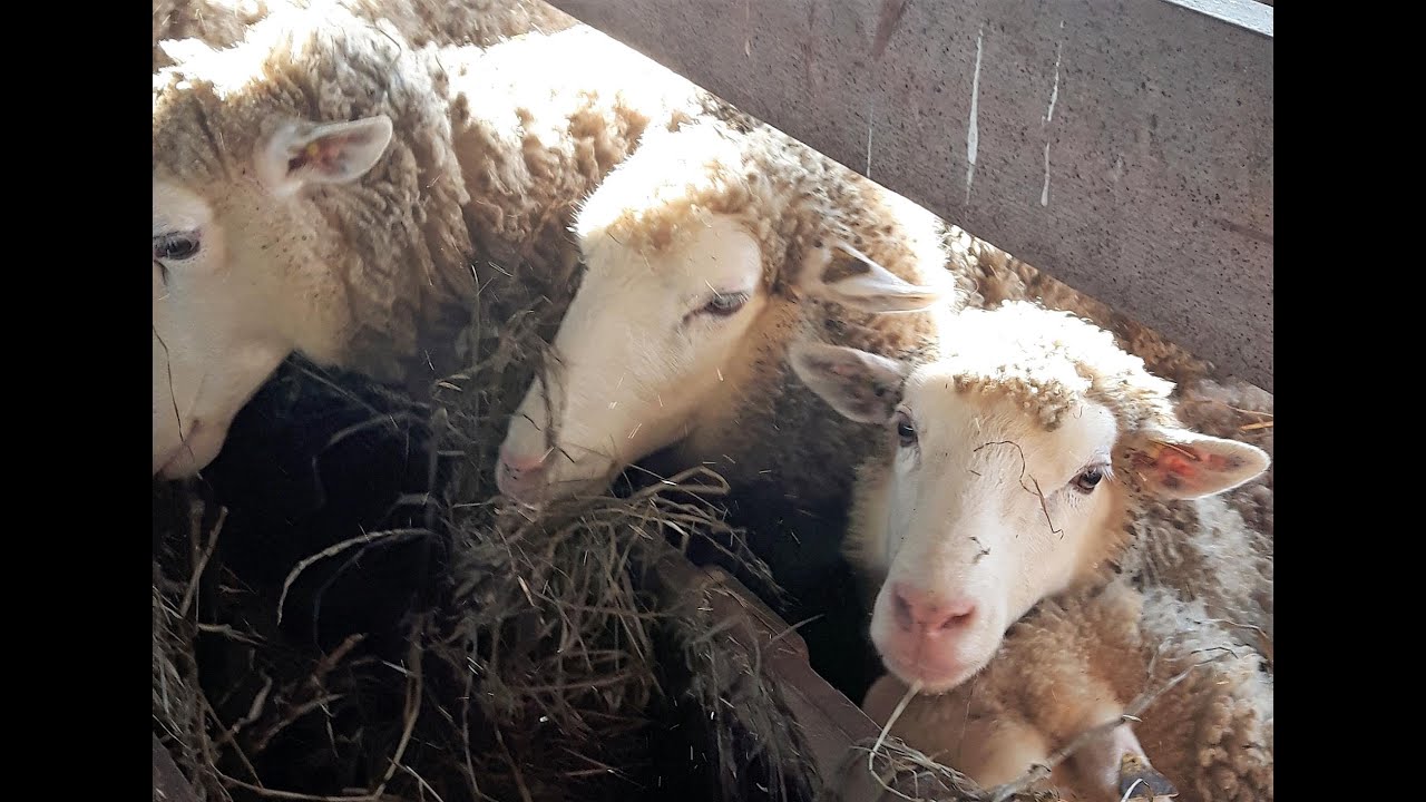 La base en alimentation : réussir ses agneaux de marché et ses agnelles de remplacement