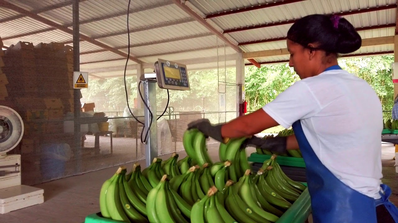 BANANERA, MACHALA ECUADOR
