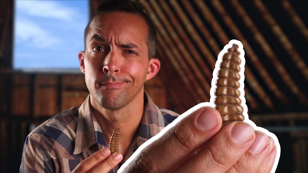 ASMR but with a Rattlesnake