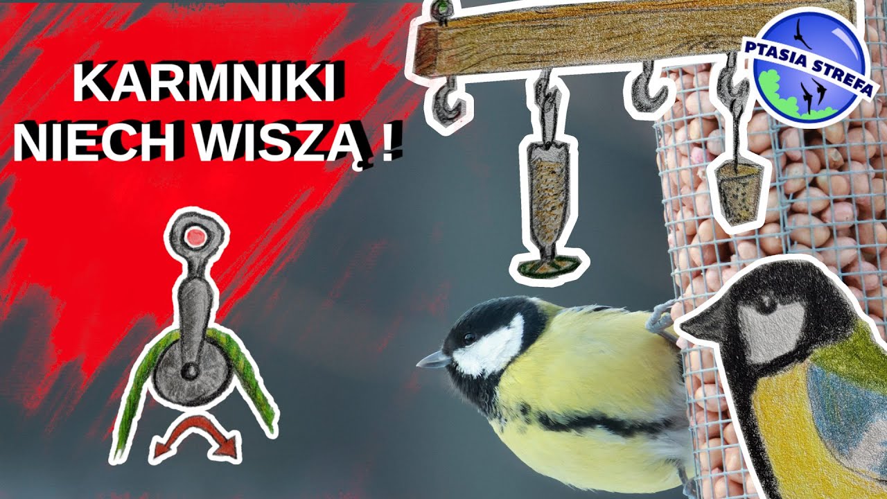 Wisząca stacja dokarmiania i karmnik na wysokim poziomie.