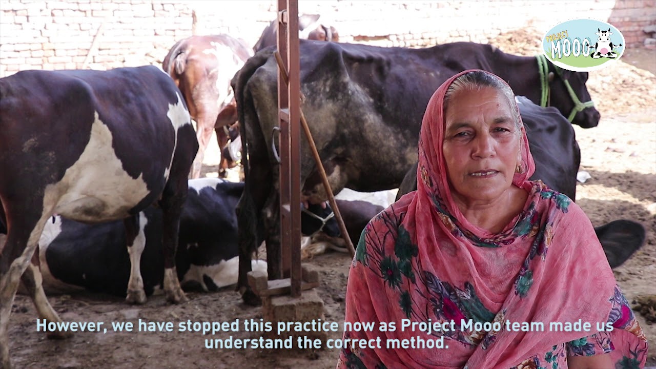 Mooo Story - Dairy Farmer Malkit Kaur's cattle are now protected from Mastitis