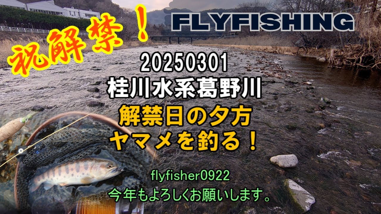 【祝解禁！】FLYFISHING 20250301 桂川水系葛野川【解禁日の夕方ヤマメを釣る！】今年もよろしくお願いします #flyfishing  #フライフィッシング #釣り