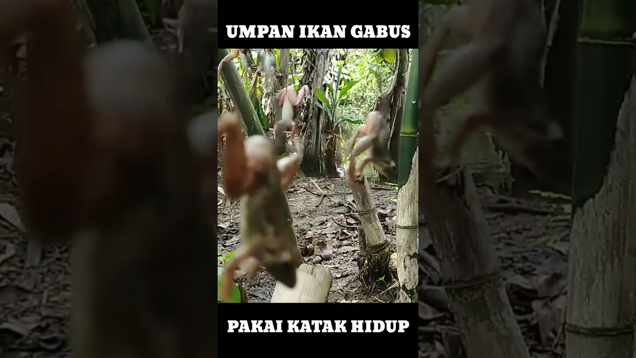 umpan jitu ikan gabus #fishing #shorts