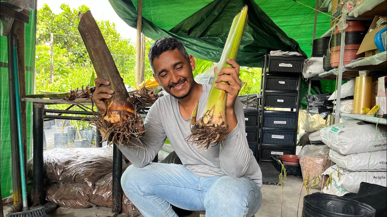 Os rizomas chegaram! O que fazer? #florestropicais #plantas #flores #natureza #rizoma #heliconia