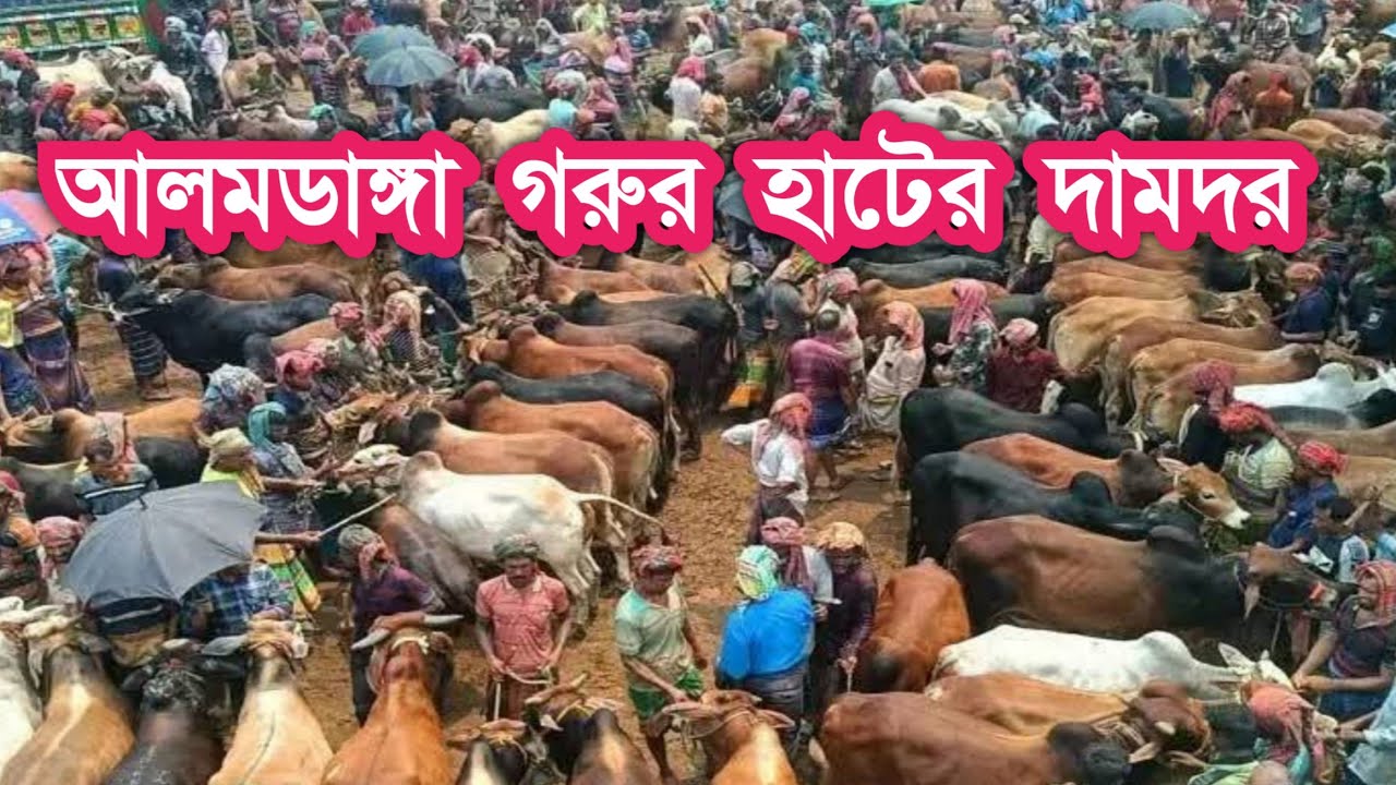চুয়াডাঙ্গা জেলার আলমডাঙ্গা গরুর হাটের দামদর 