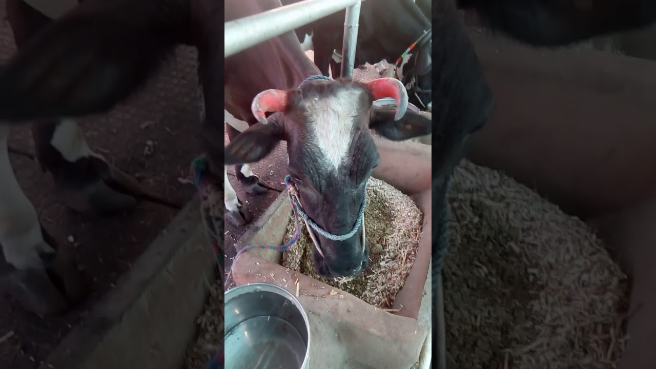 Automatic water bowl system