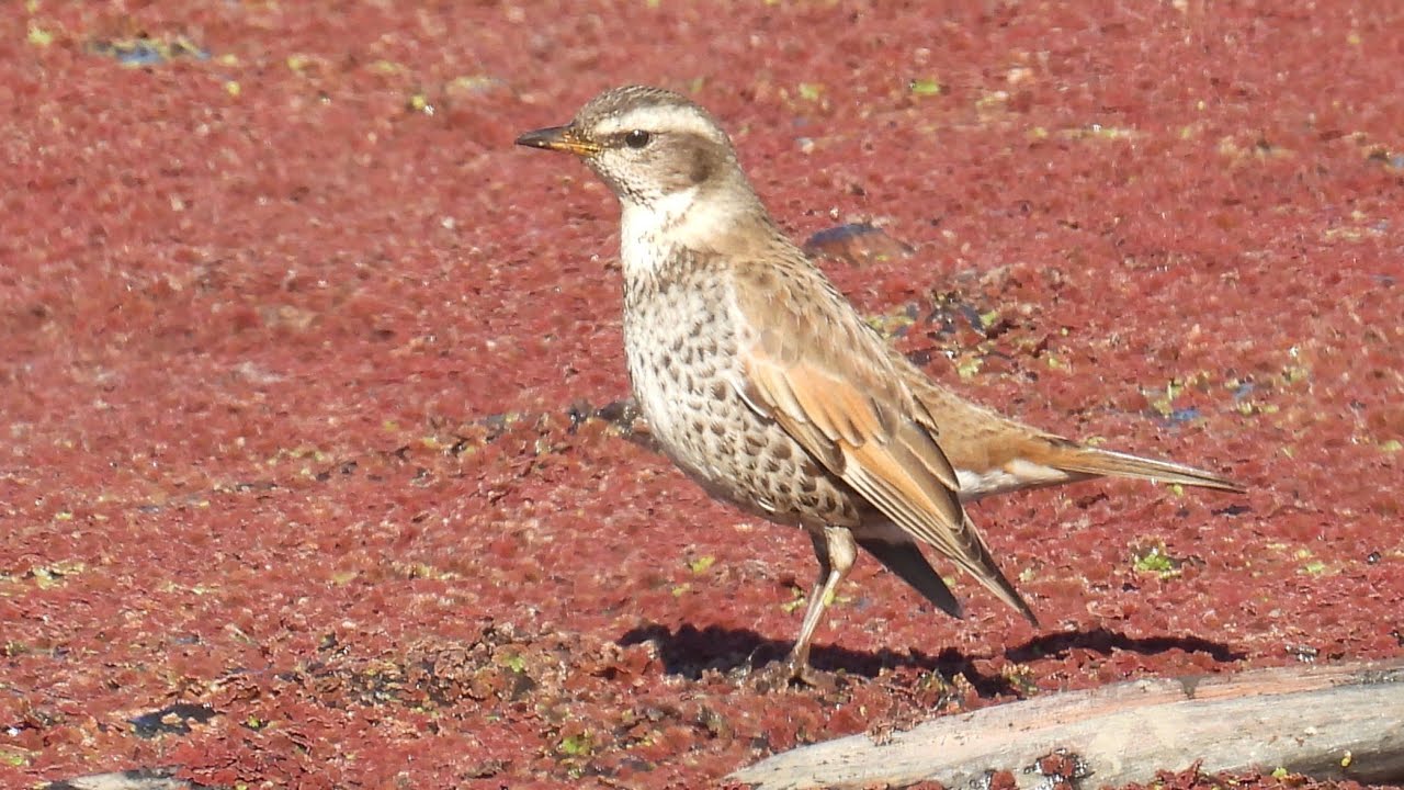 一つのレンコン畑に7種の野鳥を見る ‐ Clipchampで作成