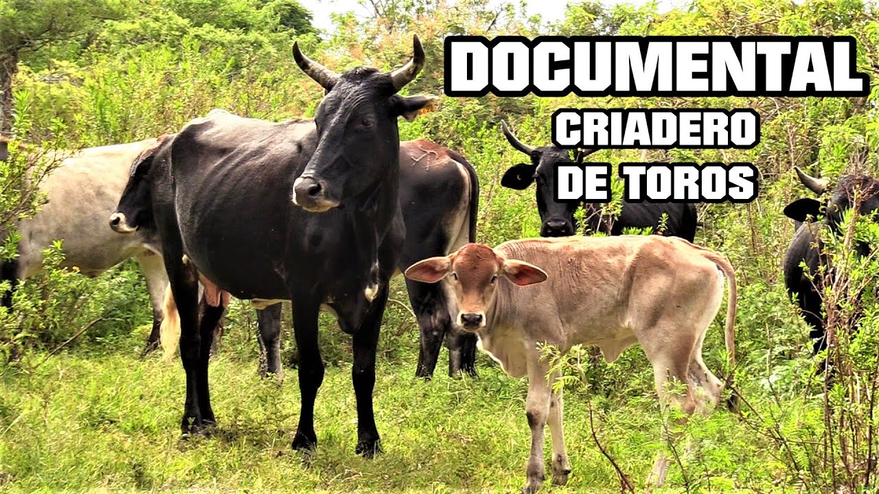 FORMANDO TOROS DE REPARO AL ESTILO 100% MEXICANO (DOCUMENTAL)