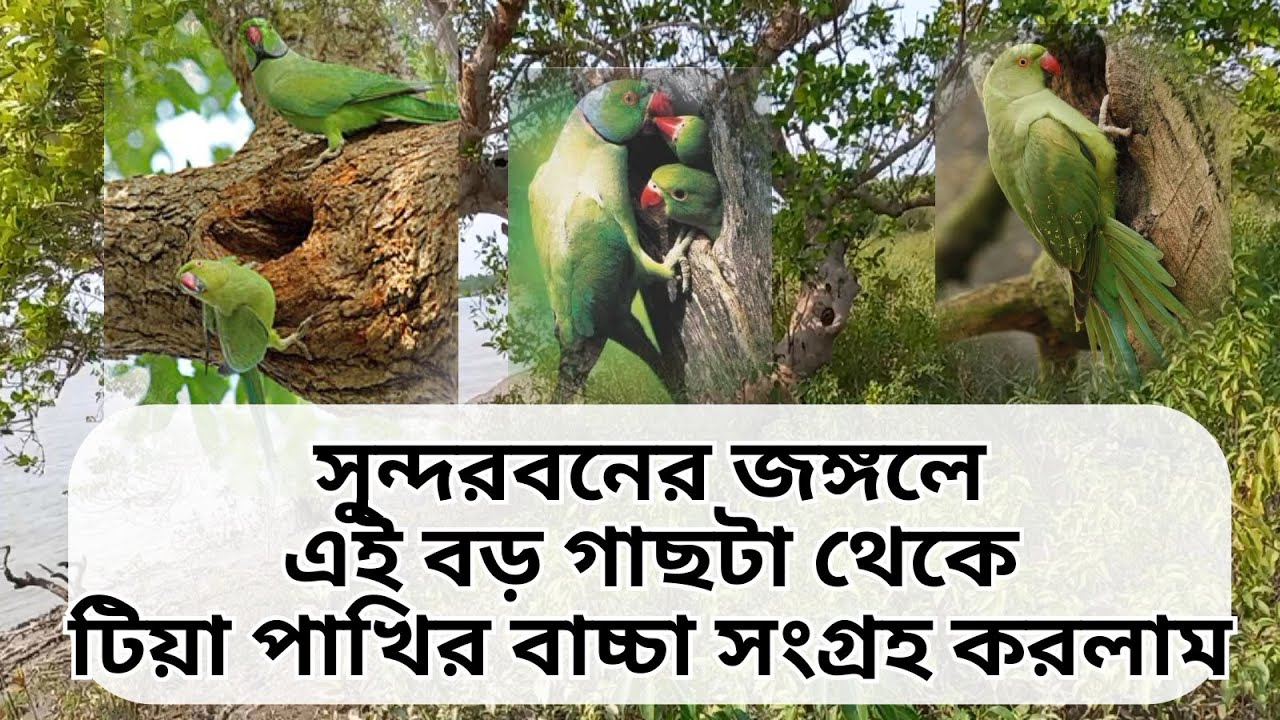 সুন্দরবনের জঙ্গল থেকে টিয়া পাখি বাচ্চা সংগ্রহ করলাম। Sundarban Bangla