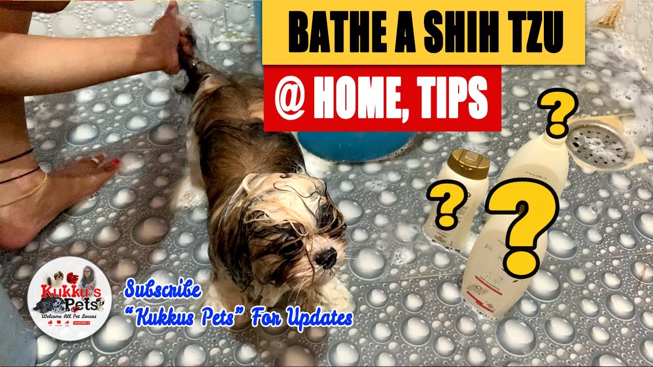 how to bathe a shih tzu at home | How to Bath and Dry a Puppy | how to bath a puppy #ShihTzu #puppy