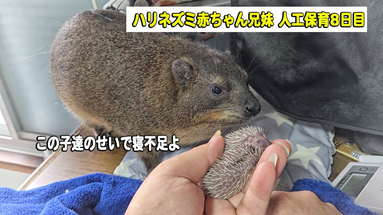 そろそろちょまさんがお怒り！ ハリネズミ赤ちゃん兄妹保育８日目