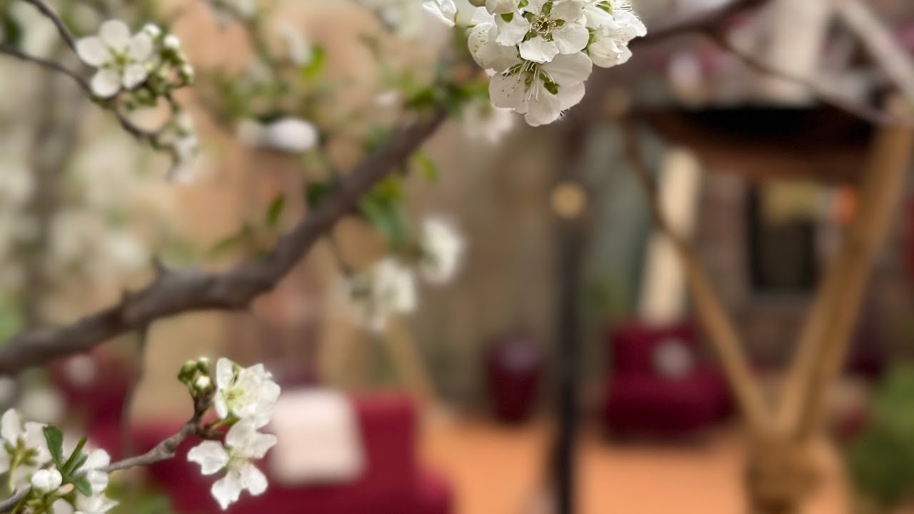 فطور رمضاني في الخارج (الشفا)  مطعم وكوفي غصن 