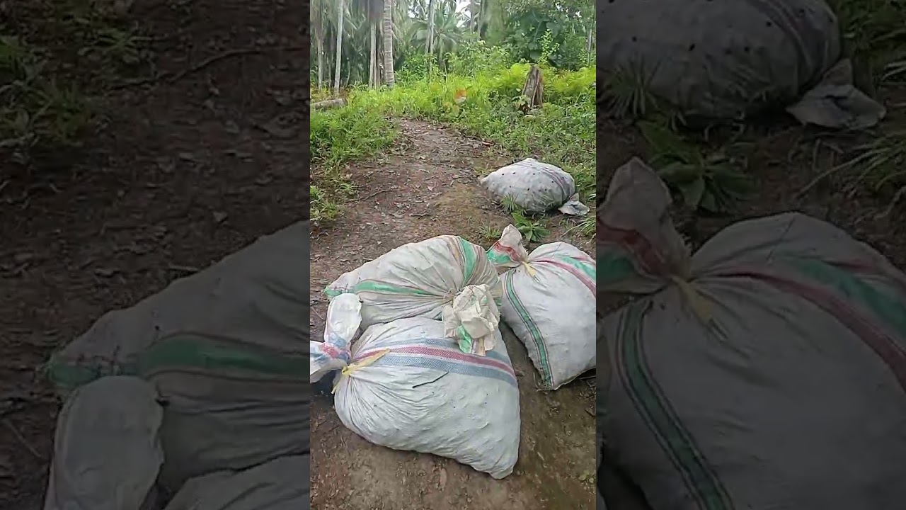 Hiling di dalam kelapa #hiling nelayan petani desa Bira 🥰🙏🙏