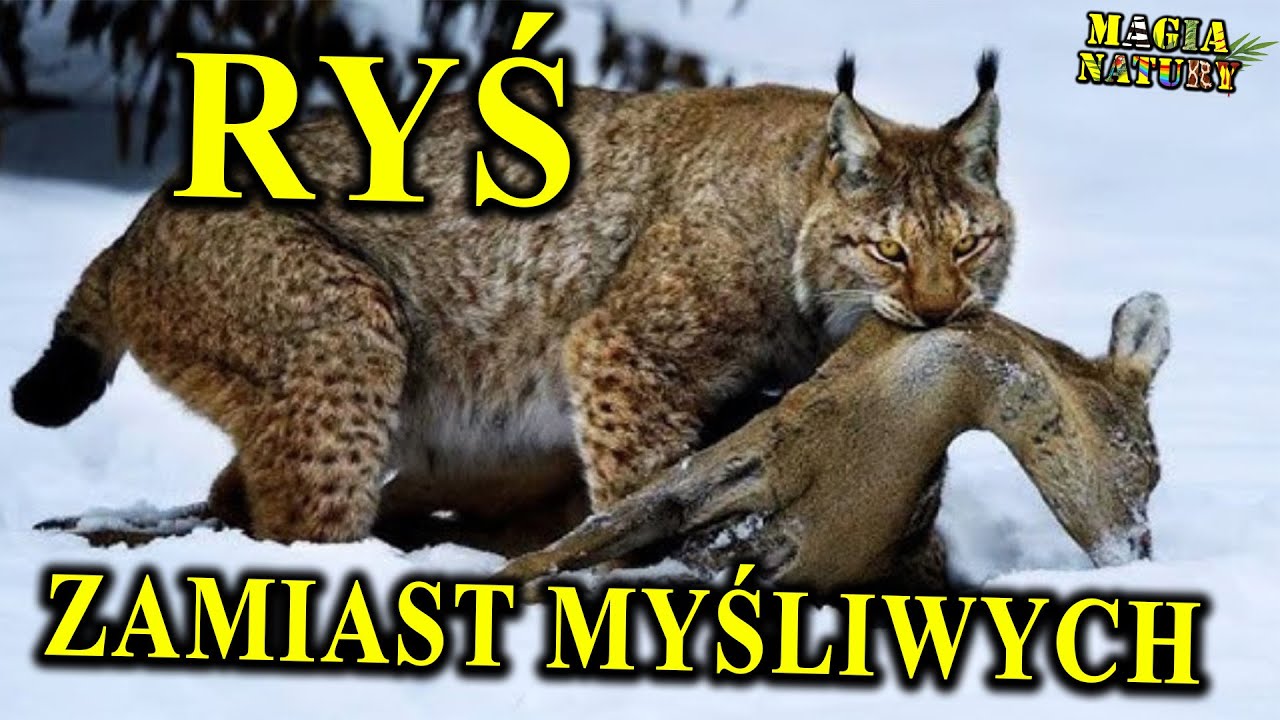 Rysie i Wilki Zastąpią Myśliwych w Polsce? - Powracają na Właściwe im Miejsce!