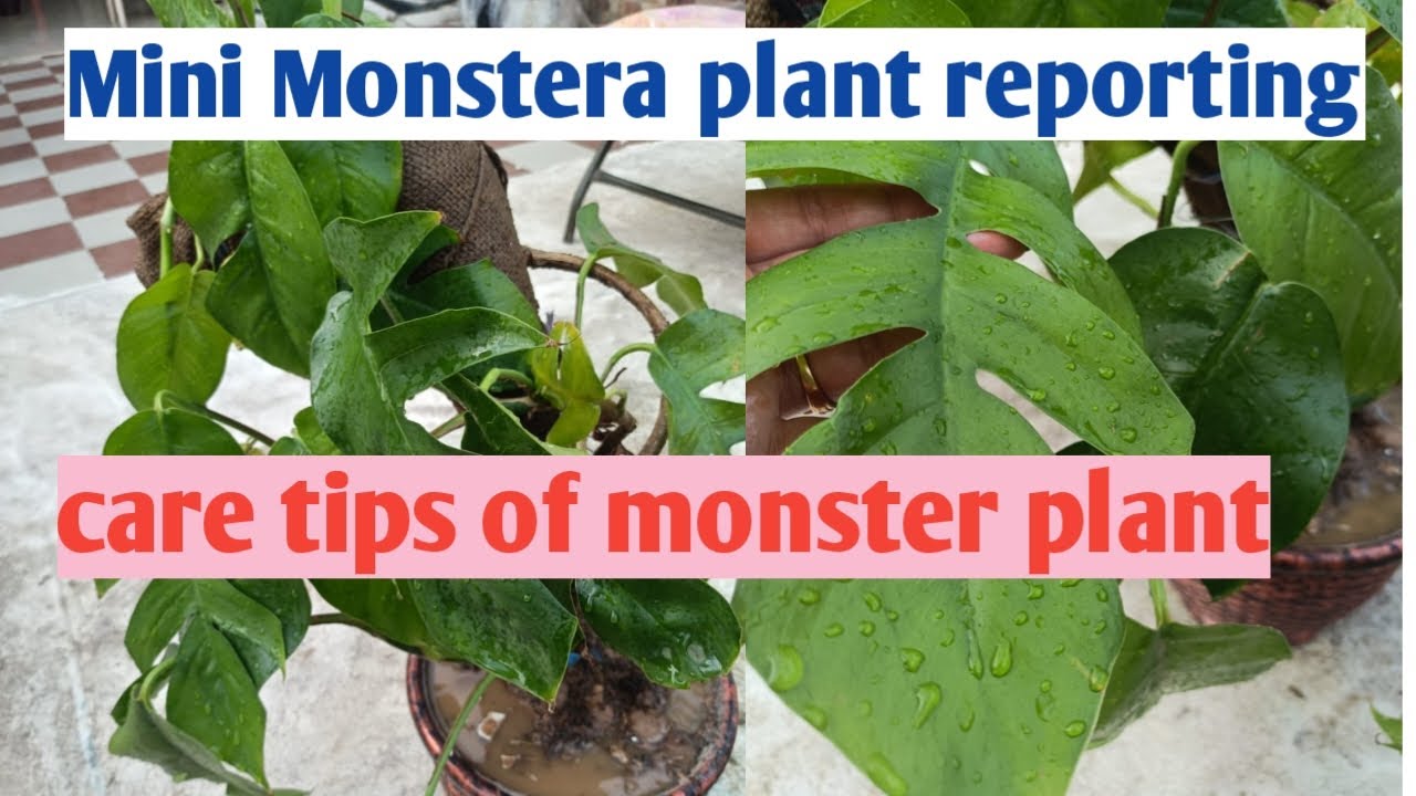 Mini Monstera को इस तरह से बचाया मरने से 💯 