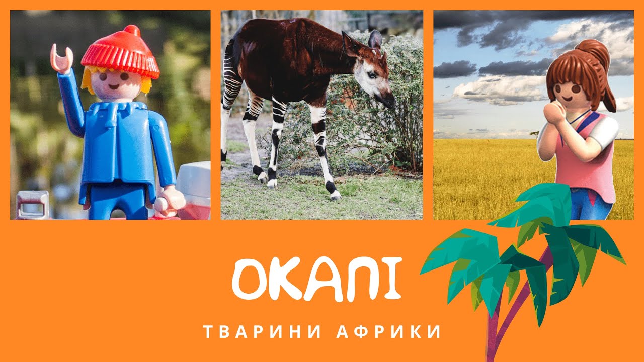 Окапі. Тварини Африки | КоМарко