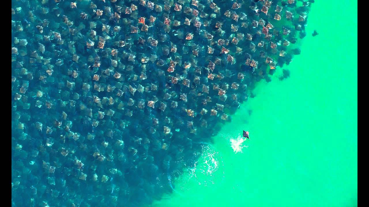 Grad_U feat. Eazystyle MC - Everyday Temple (Sraunus Incoming Delay Message)