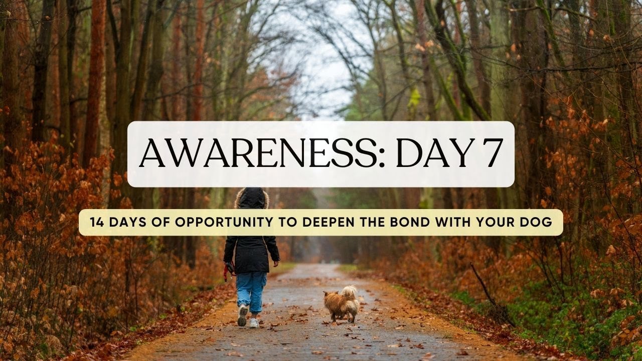 Awareness DAY 7 | 14 days of opportunity to deepen the bond with your dog