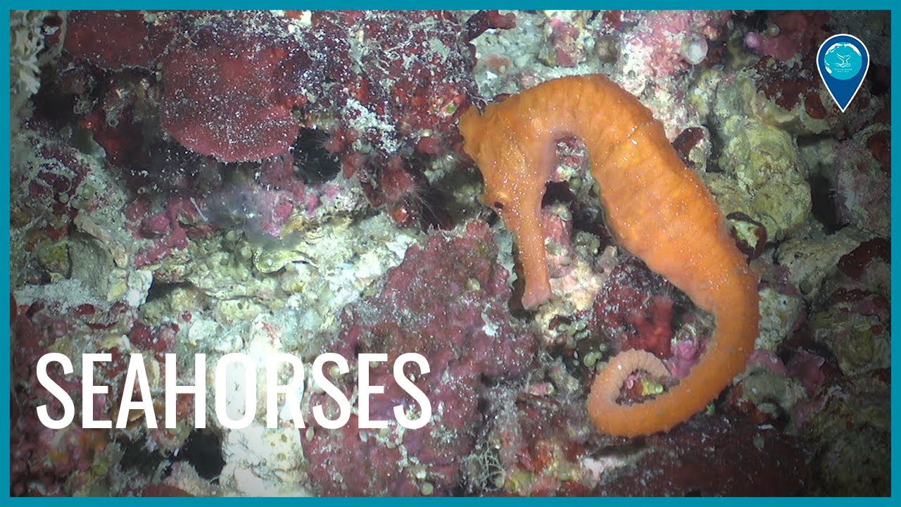 Seahorses of Flower Garden Banks National Marine Sanctuary