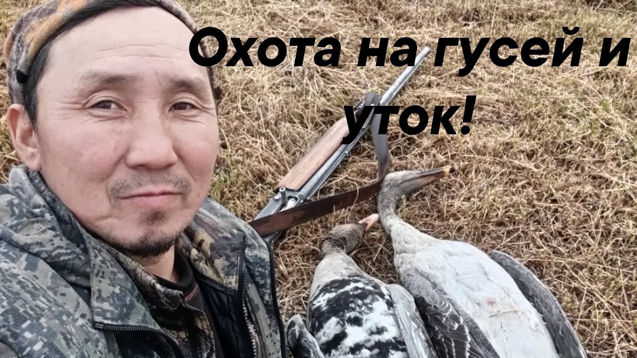 Охота на гусей! Хаас бултааhын. Осень 2025г.