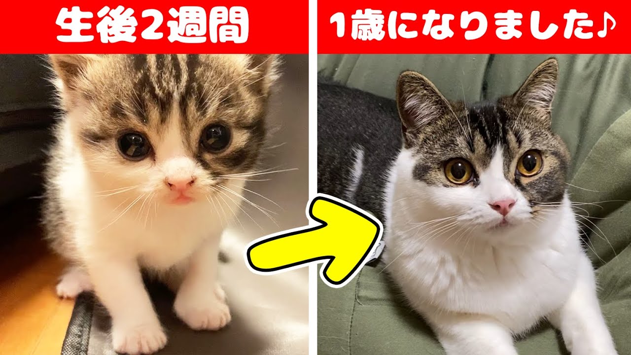 うま次郎1歳記念！生まれたばかりの子猫がパパ猫大好きな甘えん坊になるまでの成長記録♪