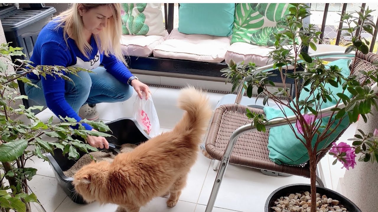 MINHA ROTINA DE CUIDADOS COM MEUS GATOS | Uma Rotina Tranquila E Relaxante | Vida De Ale