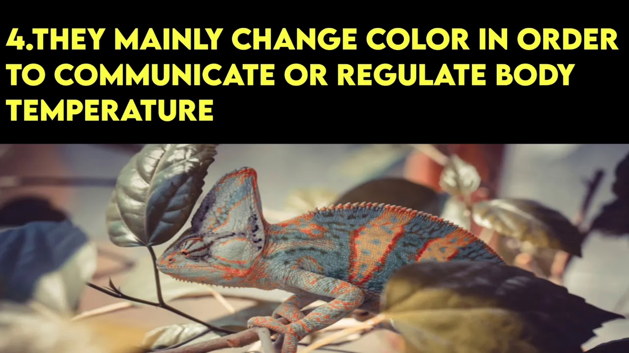 Top 10 Amazing facts about Chameleons || TechZao Facts ||  🔥