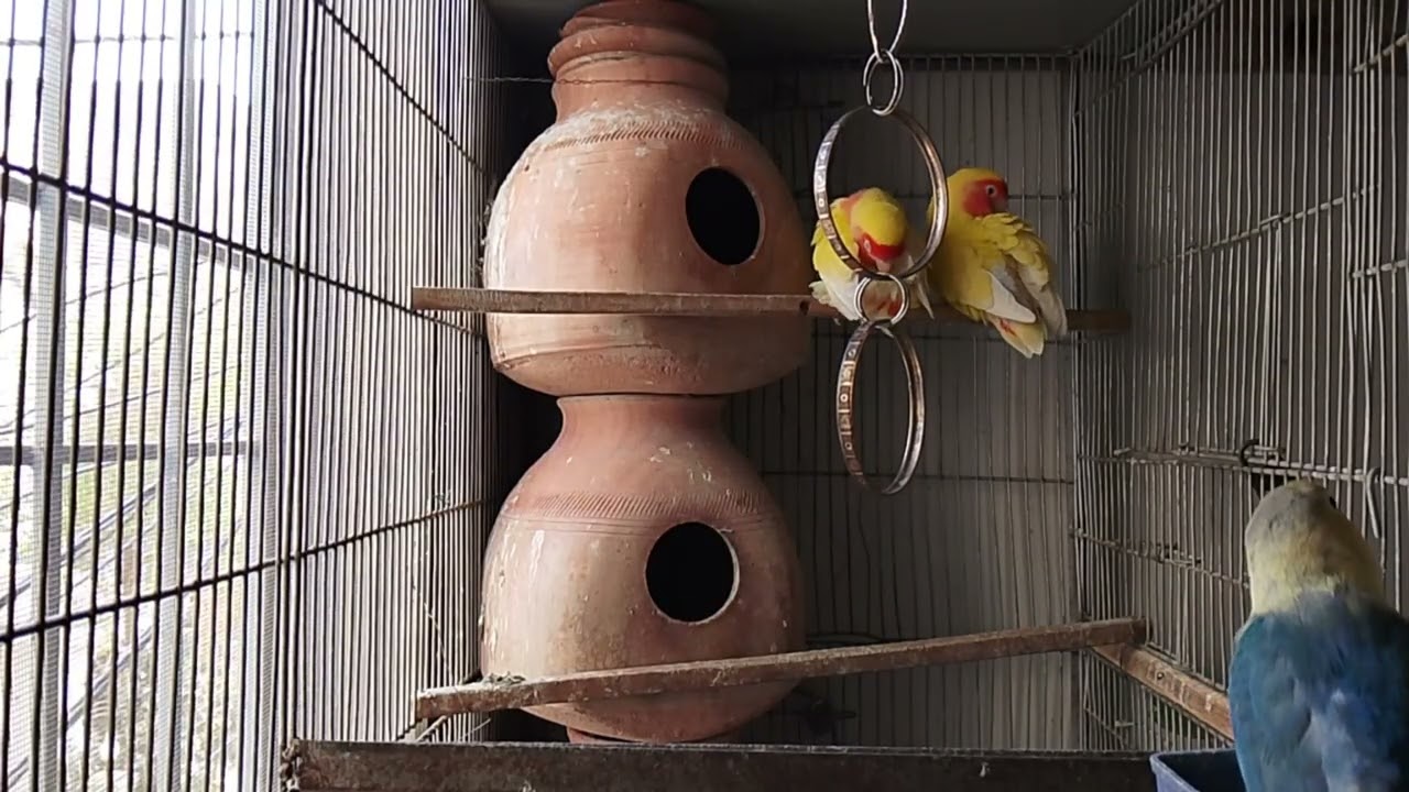 Lucky Lovebirds daily amazing moments forever 🥳🦜🐦🕊️