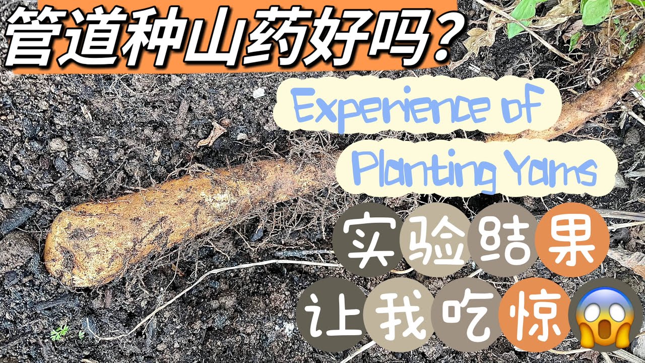 Experience of Planting Yams 管道种山药最好吗？实验结果惊人😱#Plantingyam #种植山药 #淮山 #管子种山药