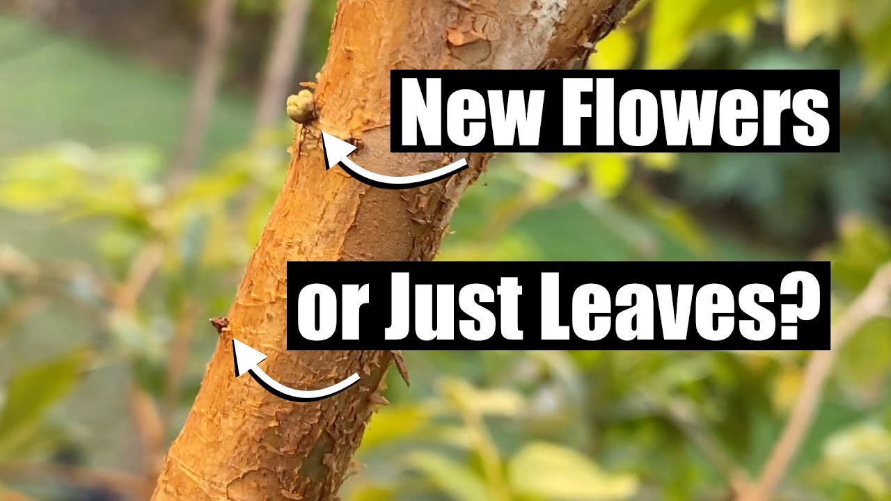 How to Identify Flower Bumps on Red Hybrid Jaboticaba - Harvest Ripe Fruits and Measure Brix Percent