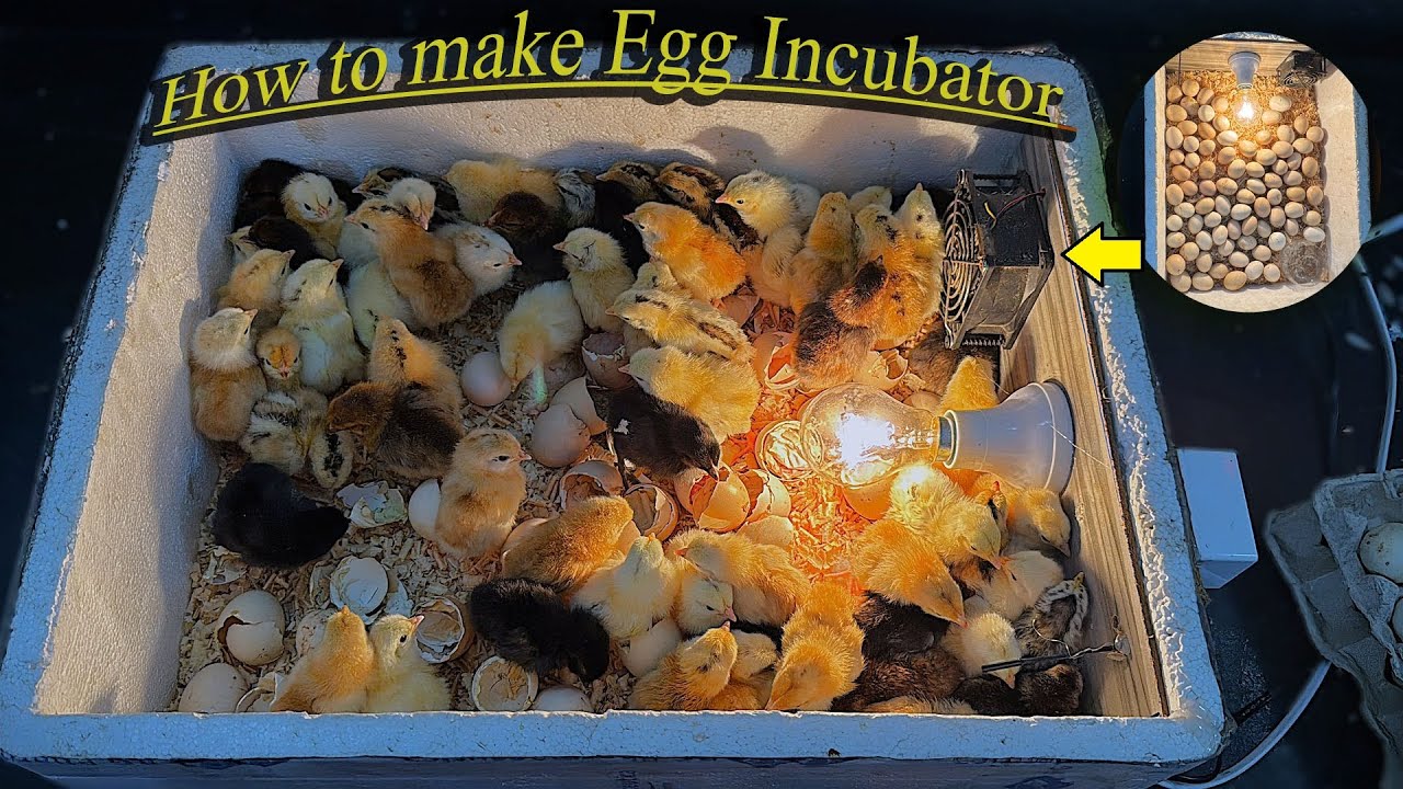 How to make Egg Incubator At home By using STYROFOAM BOX